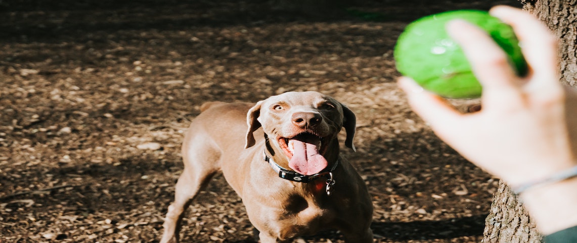 Dog playing fetch at the parks and trails